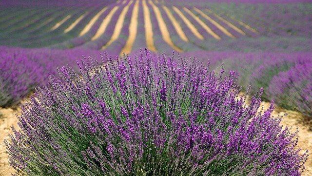 Potatura della lavanda