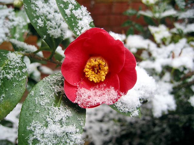 giardino inverno