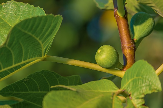 potatura fico