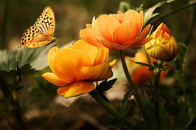 Fiori Particolari Quali Sono E Dove Trovarli Il Bocciolo Giardinaggio