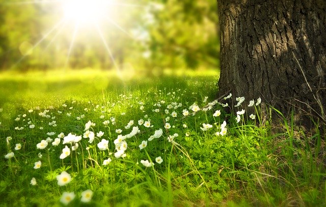 fiori per giardino