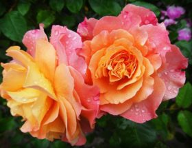 Coltivare rose in giardino