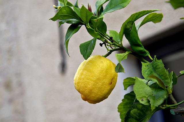 Piante da giardino