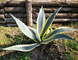 Agave