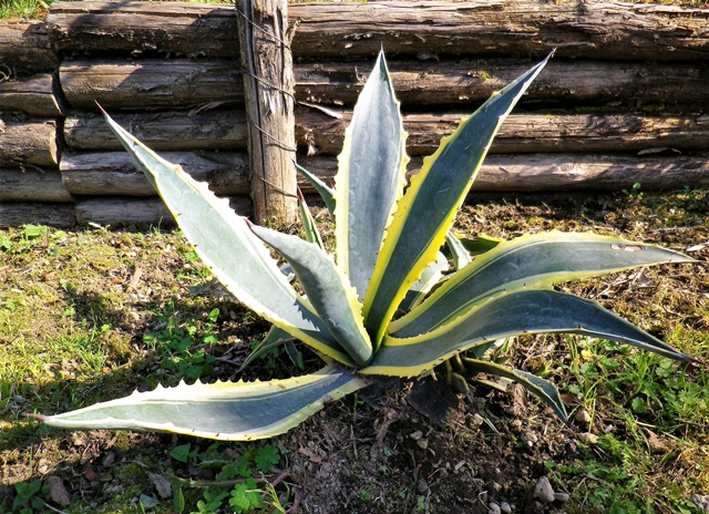 Agave