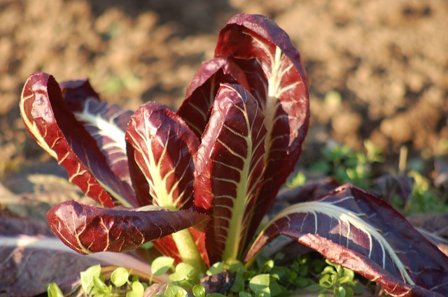 Orto Invernale Come Si Fa E Cosa Prevede Il Bocciolo Giardinaggio