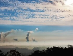 Piante e smog, come proteggerle