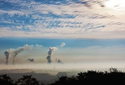 Piante e smog, come proteggerle