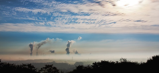 Piante e smog, come proteggerle